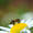 Biene-auf-Margerite-ulleo-Pixabay_WEB.jpg